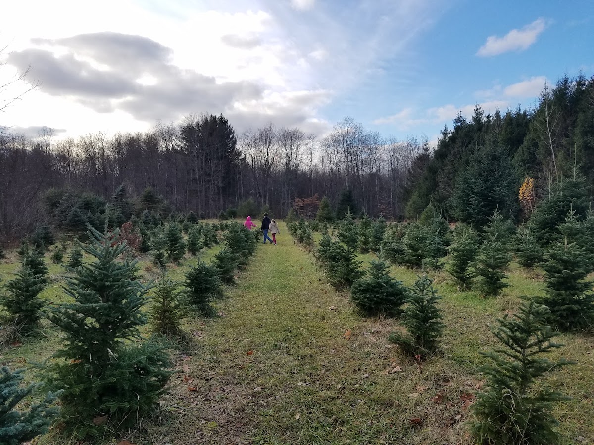 Wright's Tree Farm in Waterloo, New York
