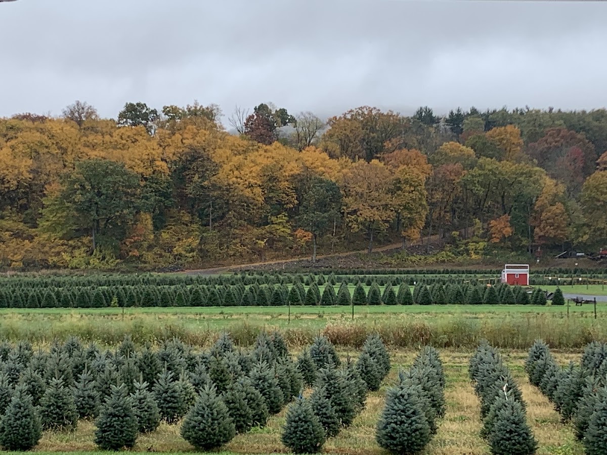 Wyckoff's Christmas Tree Farm LLC in Belvidere, New Jersey