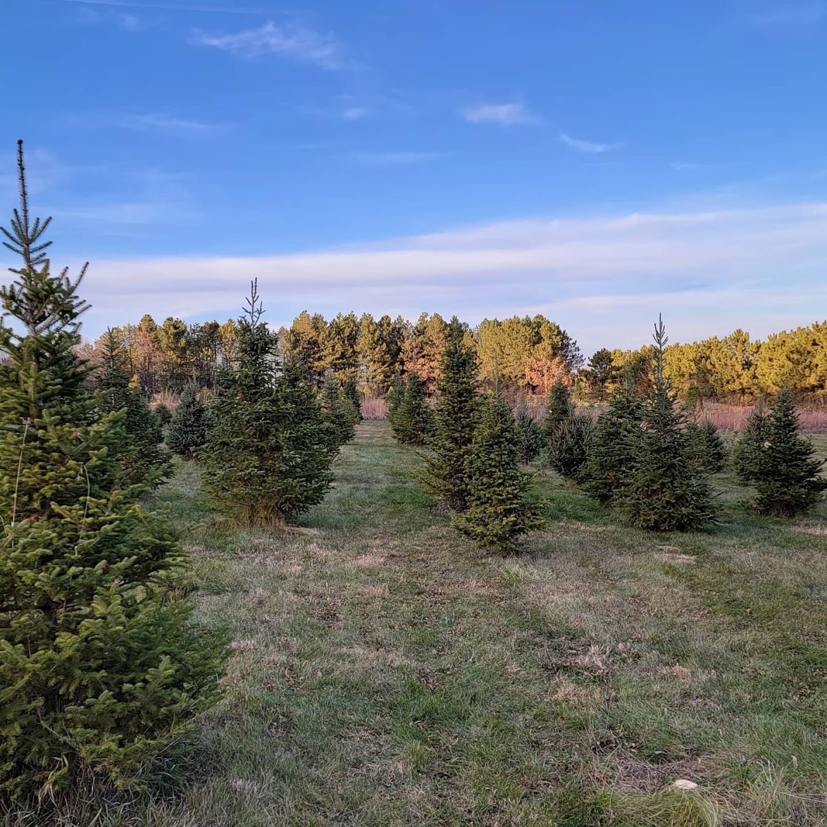 Yonkey Pine Christmas Tree Farm in Hickman, Nebraska