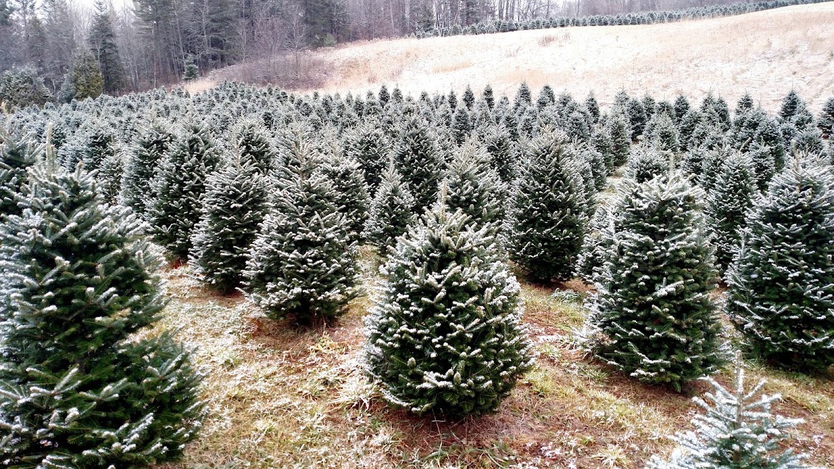 Young Farms Christmas Trees & Wreaths in Lyndon, Vermont