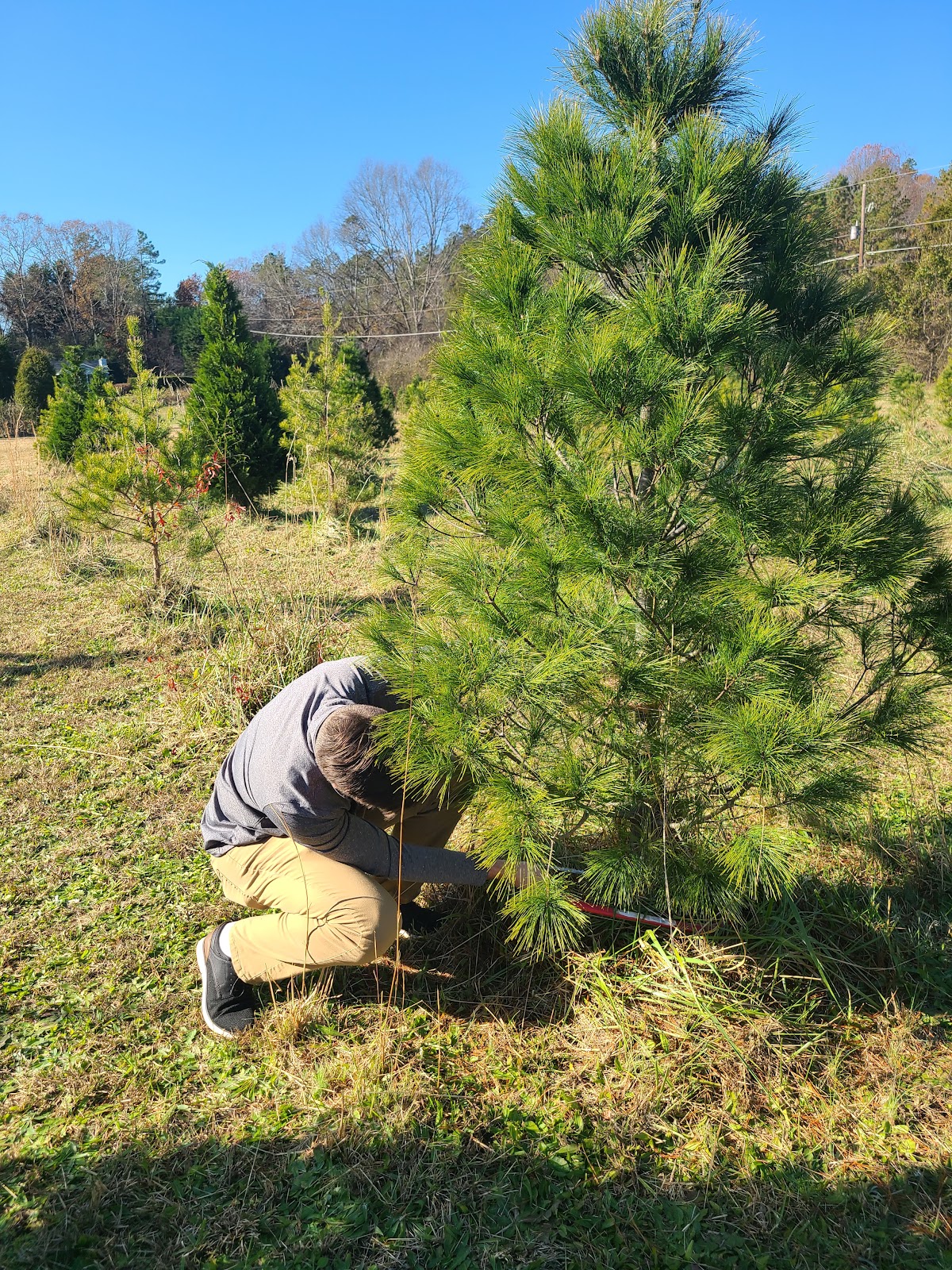 Young Road Christmas Tree Farm in Cartersville, Georgia
