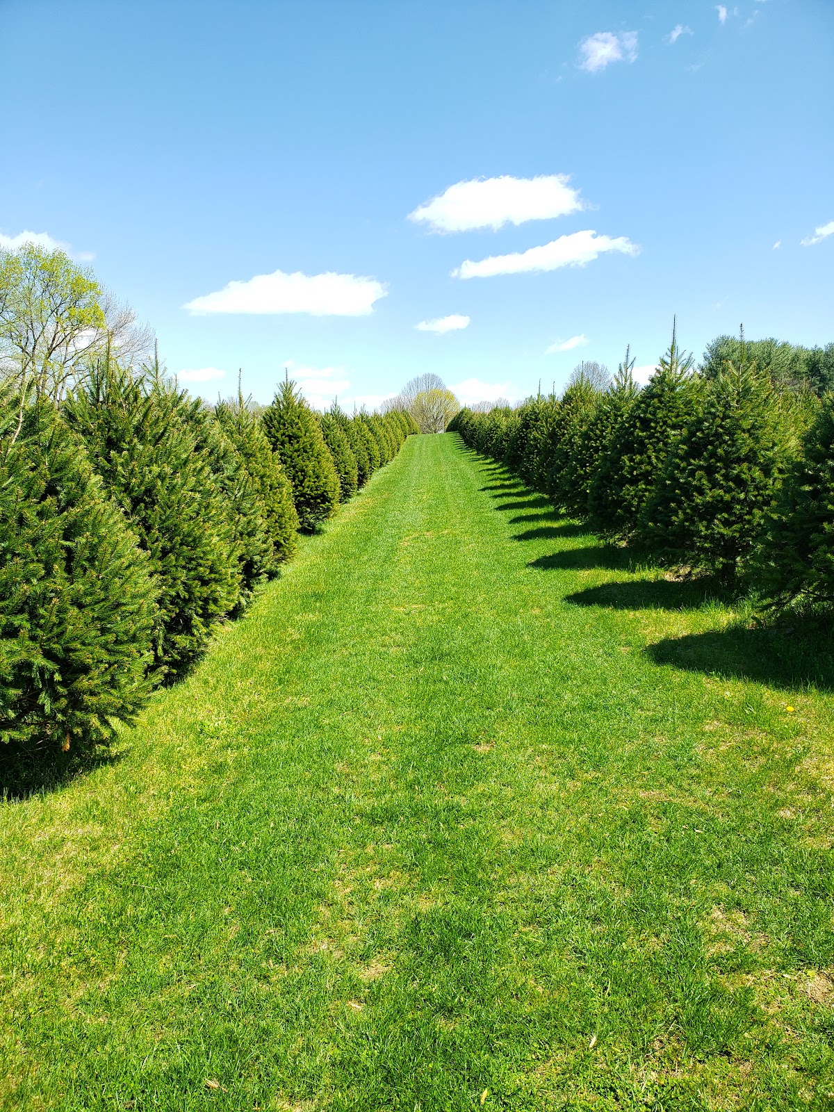 Zepp's Tree Farm in Westminster, Maryland