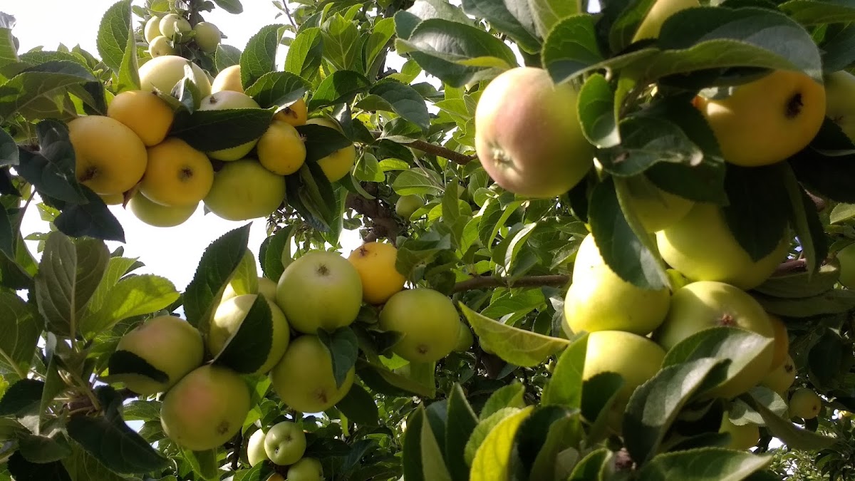Zollinger Fruit & Tree Farm in Logan, Utah