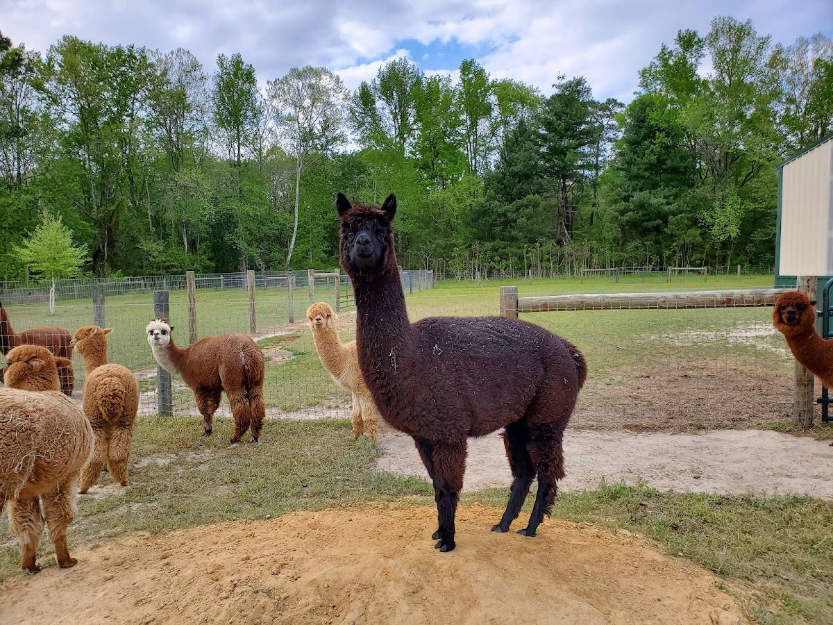 Zuni Tree & Alpaca Farm in Zuni, Virginia